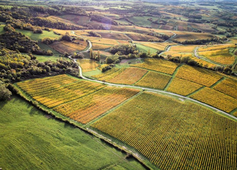 Belvédère du vignoble