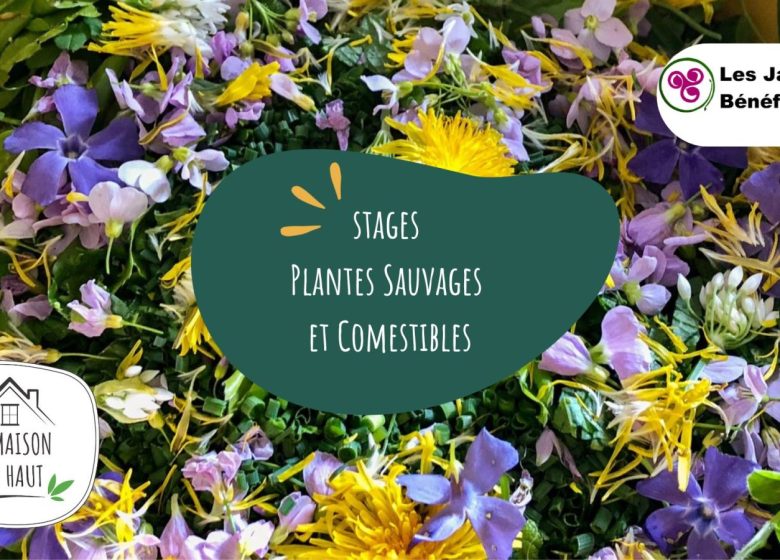 Plantes sauvages et comestibles