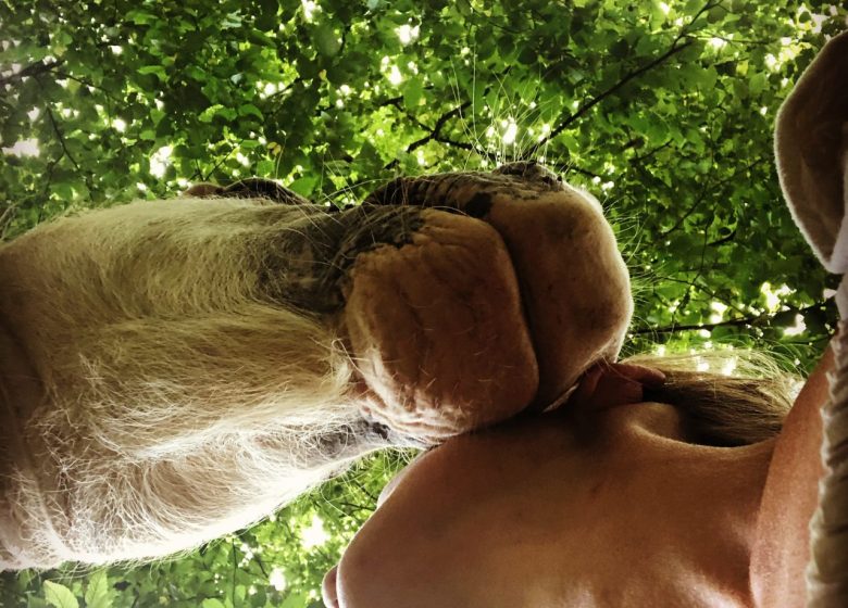 Les Chevaux de Beltane