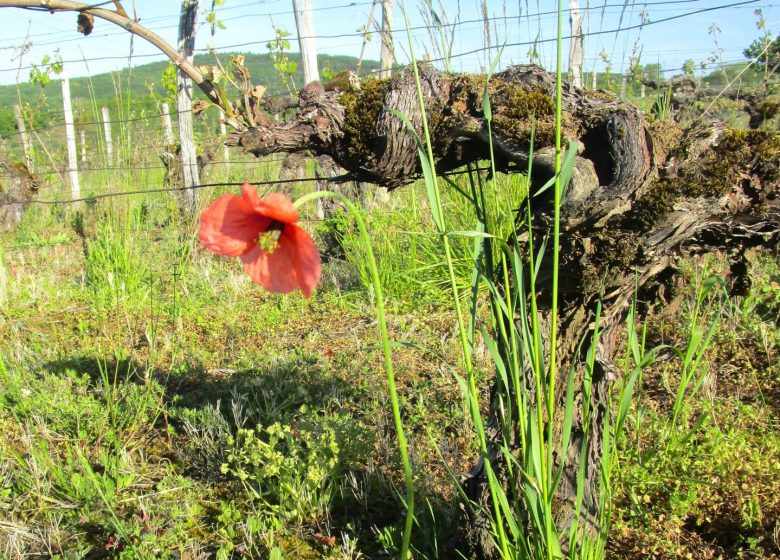 Domaine des Sarmentelles