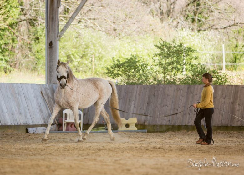 Et si nous écoutions les chevaux : stage équestre 2 jours