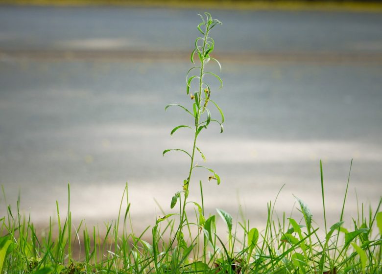 Les invasives ou espèces exotiques envahissantes, l’ambroisie.