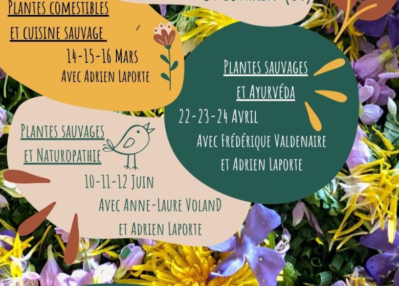 Plantes sauvages et comestibles