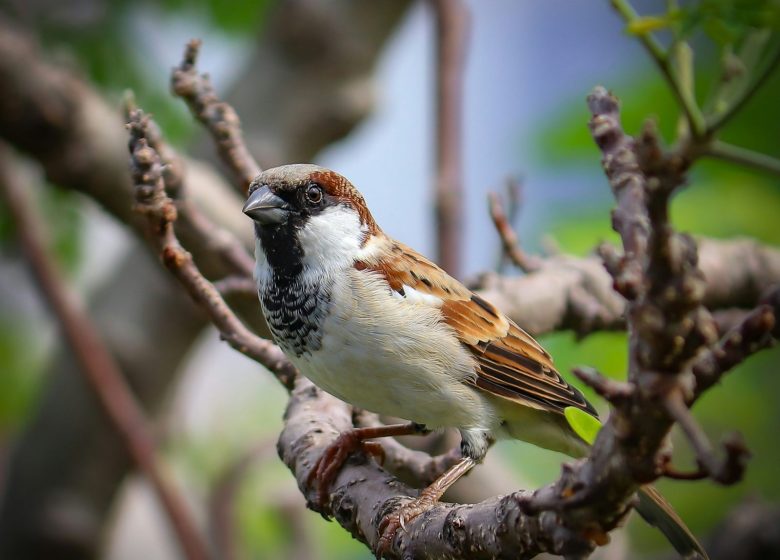 Pourquoi les oiseaux chantent-ils si tôt ?