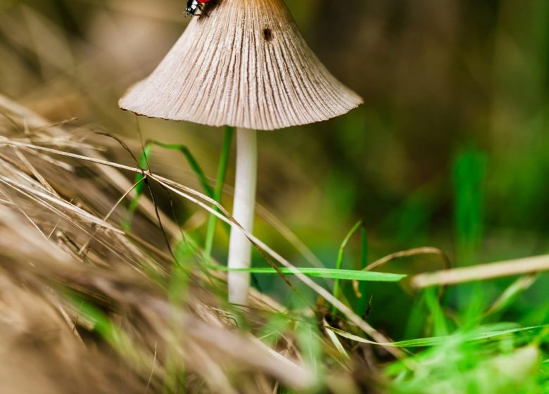 Sortie champignons d’automne