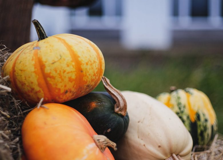 Fête de la courge