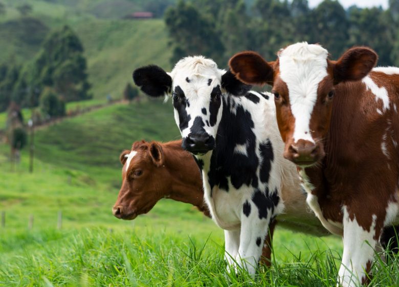 De ferme en ferme… à Grozon