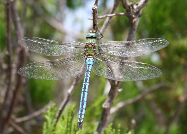 A la découverte des dragons volants, libellules et demoiselles.