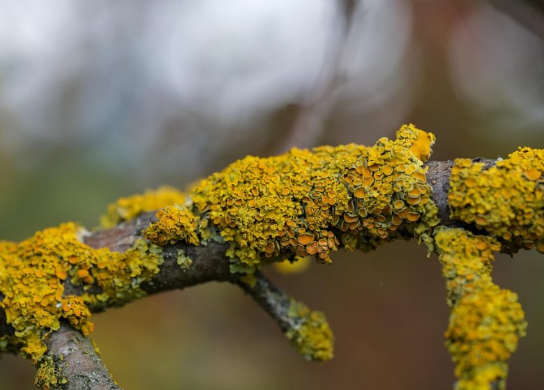 Etonnants lichens, un univers à découvrir