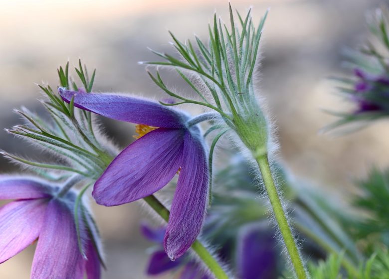 A la découverte de la flore et des habitats du Bief à Corne