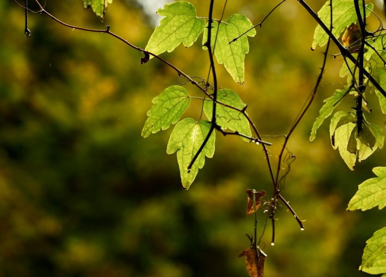 Les arbres et les arbustes de la forêt