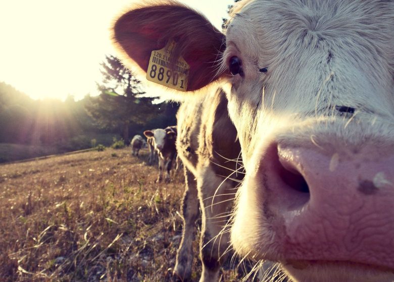 Visite de ferme